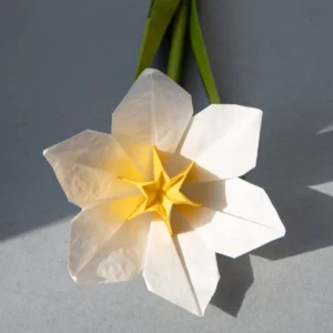 Origami Daffodil Flower by Momigami paper